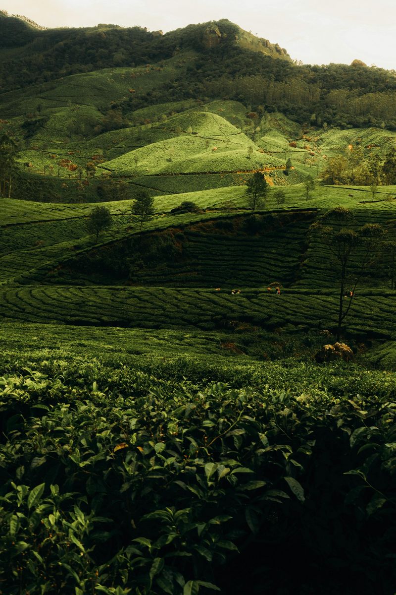 Tea hills