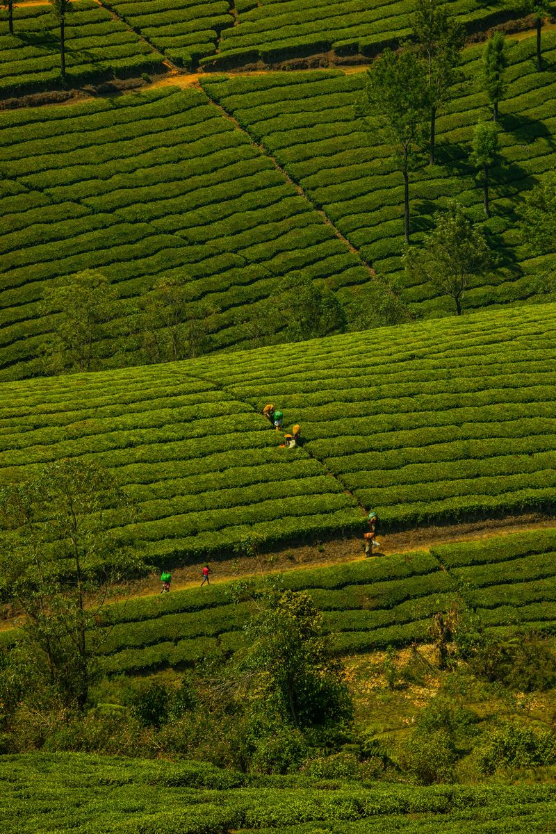 Munnar tea plantations
